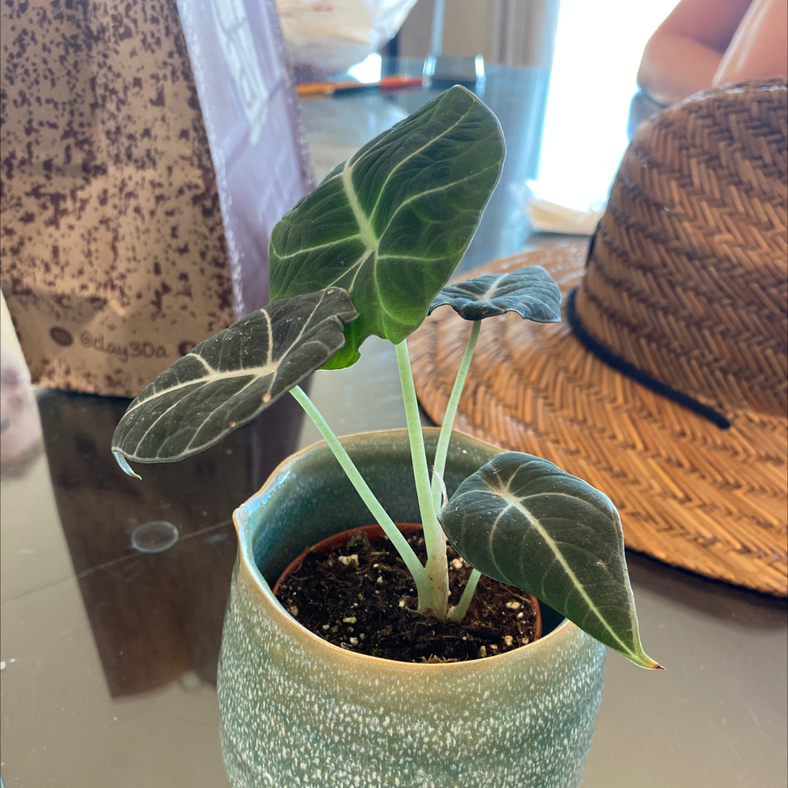 Photo of the plant species Black Velvet Alocasia by @jdrummond named The Commodore on Greg, the plant care app