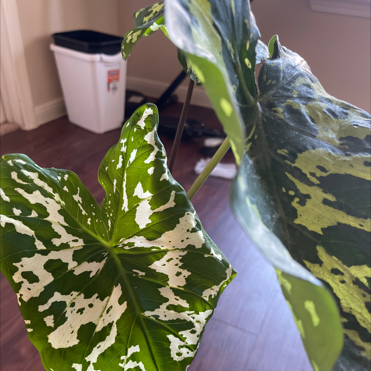 Caladium Hilo Beauty plant with large, variegated leaves, well-framed and in focus.