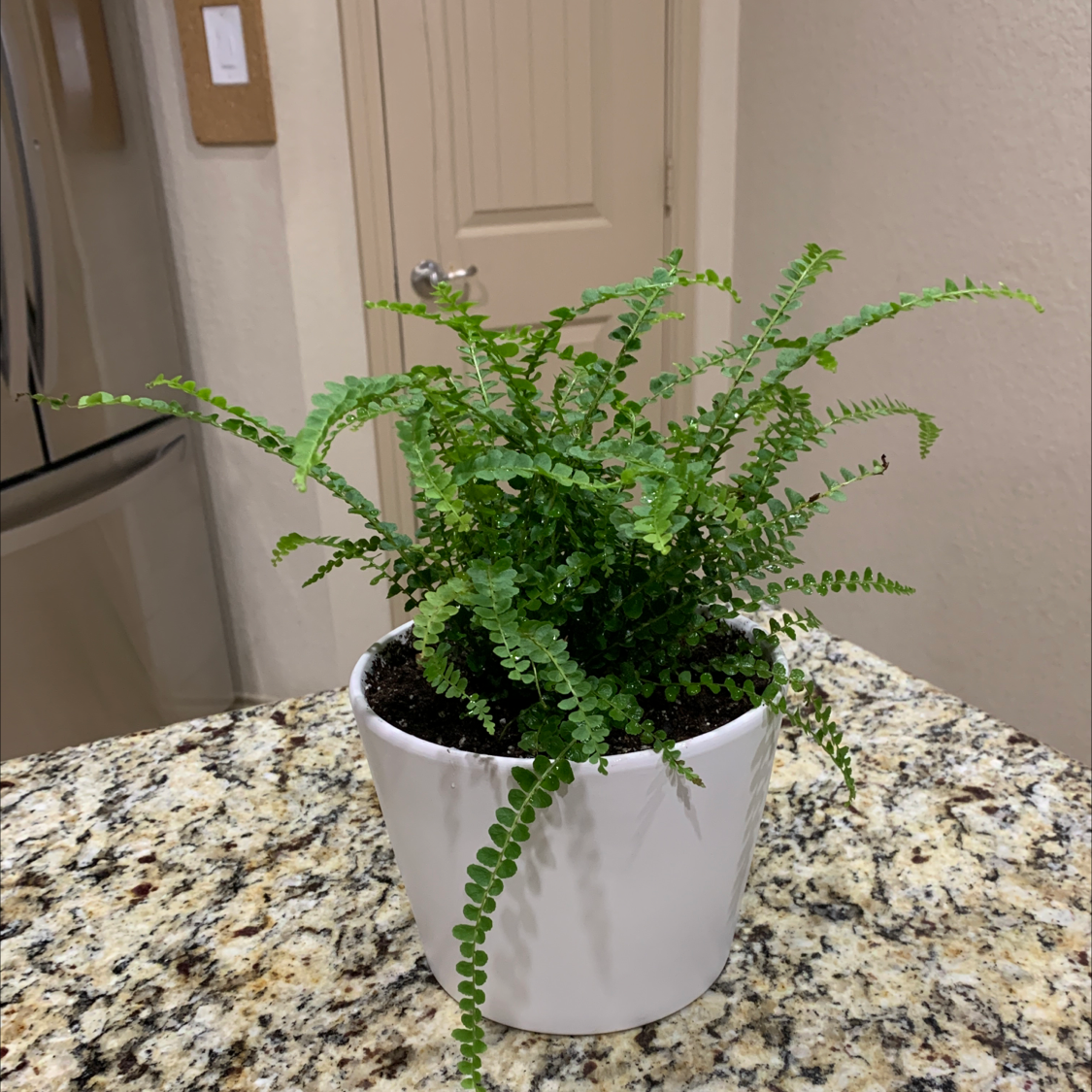 Healthy, lush Erect Sword Fern in a white ceramic pot, with vibrant green upright fronds, on a granite countertop.