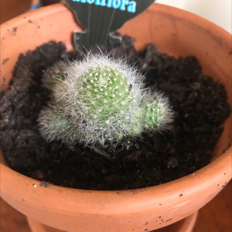 Photo of the plant species Aylostera albiflora 'Rebutia' by @Tomqc named Your plant on Greg, the plant care app