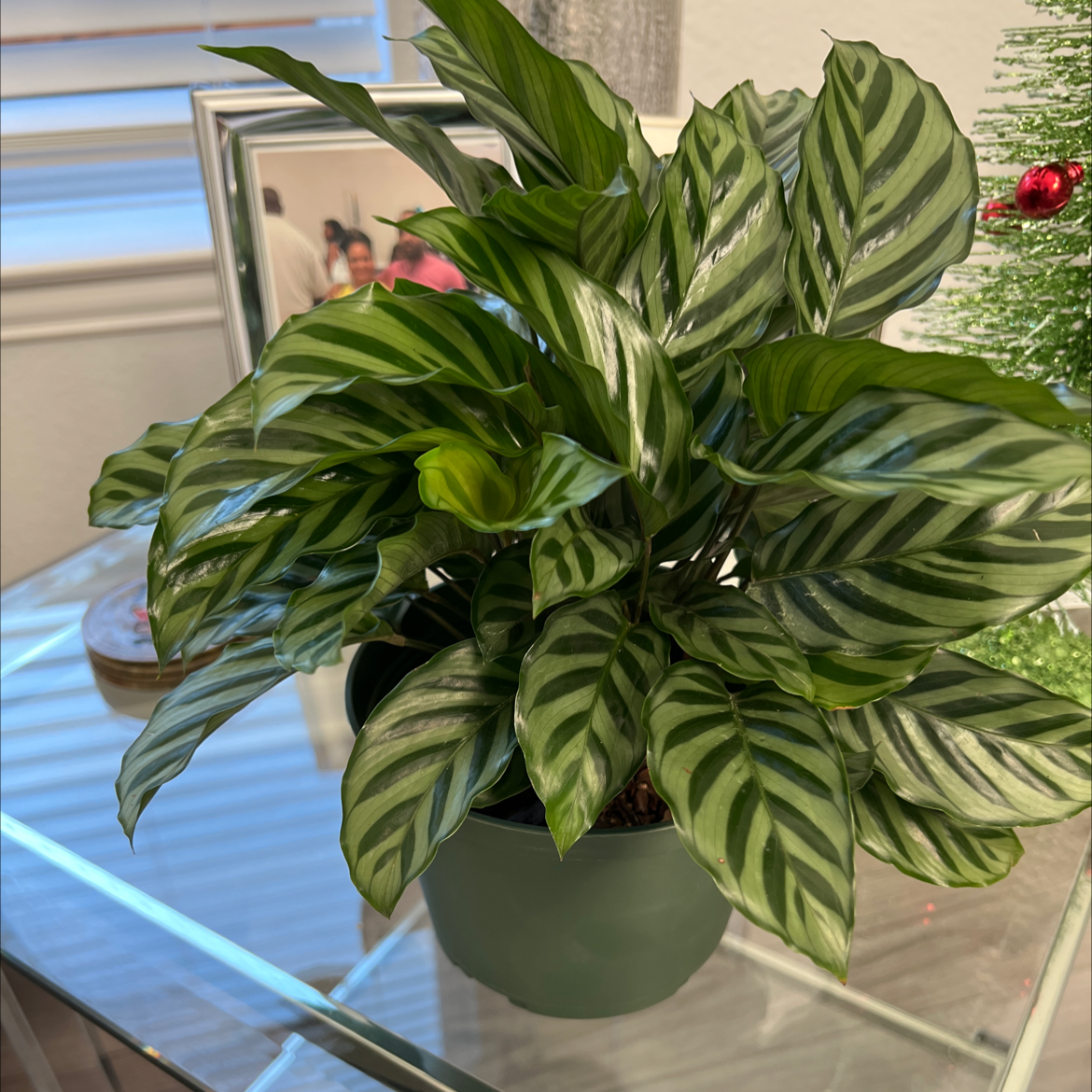 Your plant