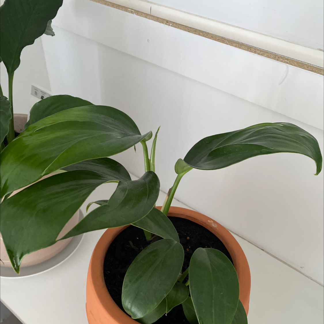 Dragon Tail Plant in a terracotta pot with healthy green leaves.