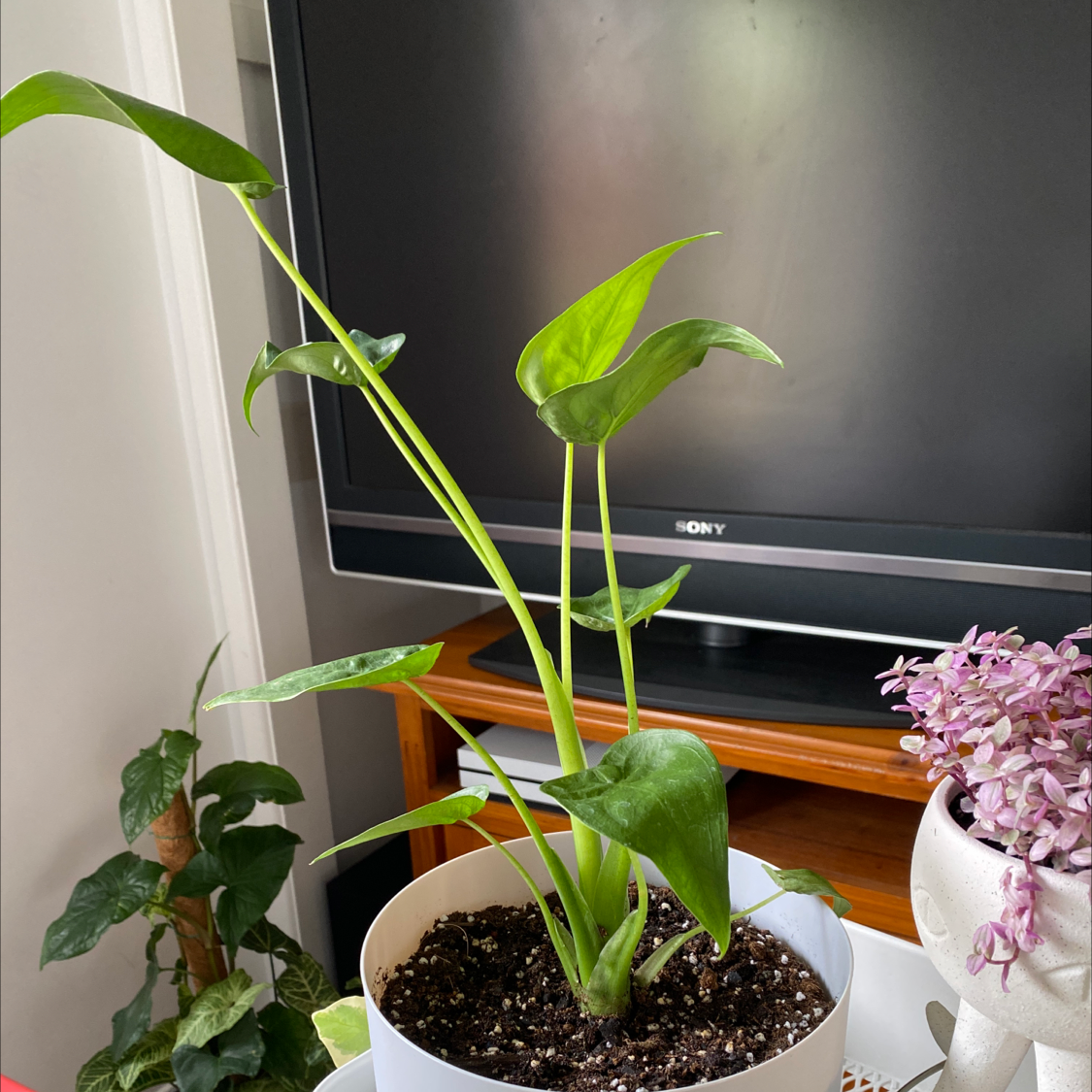 Alocasia 'Portora' plant in a white pot with visible soil, healthy green leaves, and a well-framed composition.