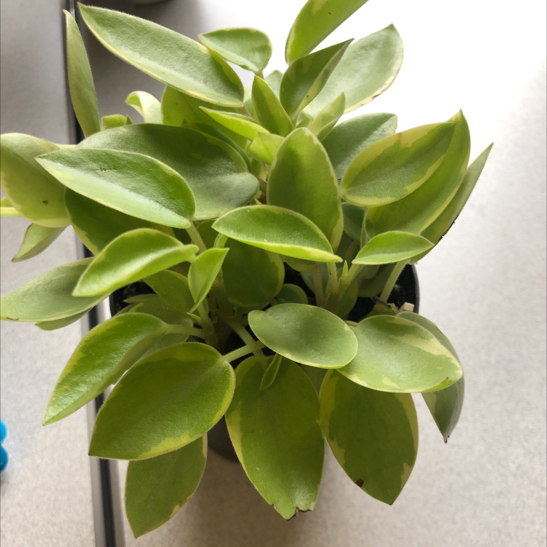 Teardrop Peperomia plant with healthy green leaves.