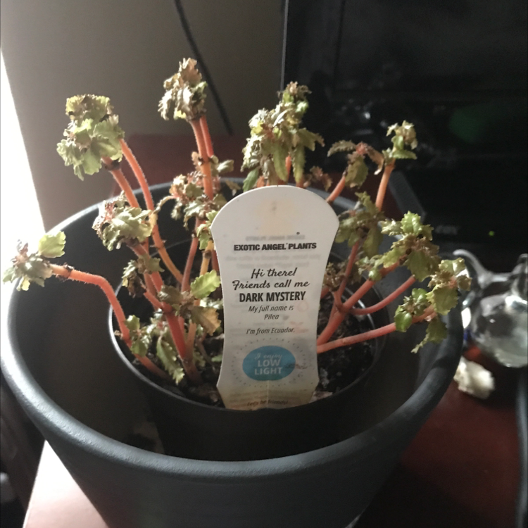 Photo of the plant species Dark Mystery Pilea by Isys named Mystery on Greg, the plant care app
