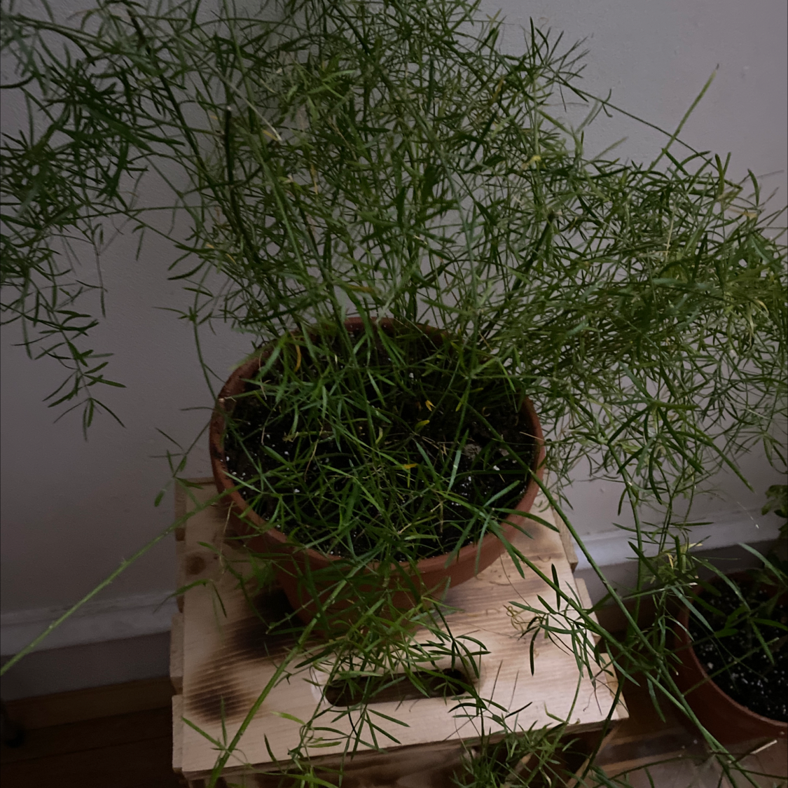 A potted Asparagus plumosus plant with fine, feathery foliage. The plant appears healthy overall with some older yellowing fronds at the base.