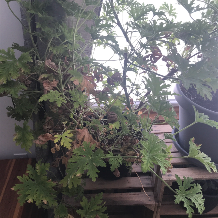 Photo of the plant species Citronella (anti-mosquito plant) by Danielle named Your plant on Greg, the plant care app