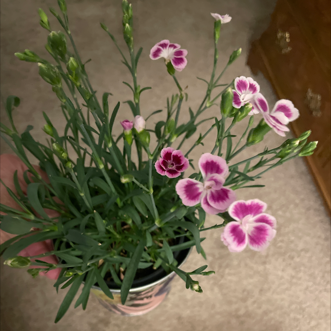 Border Carnation plant with pink and white flowers, held by a hand.