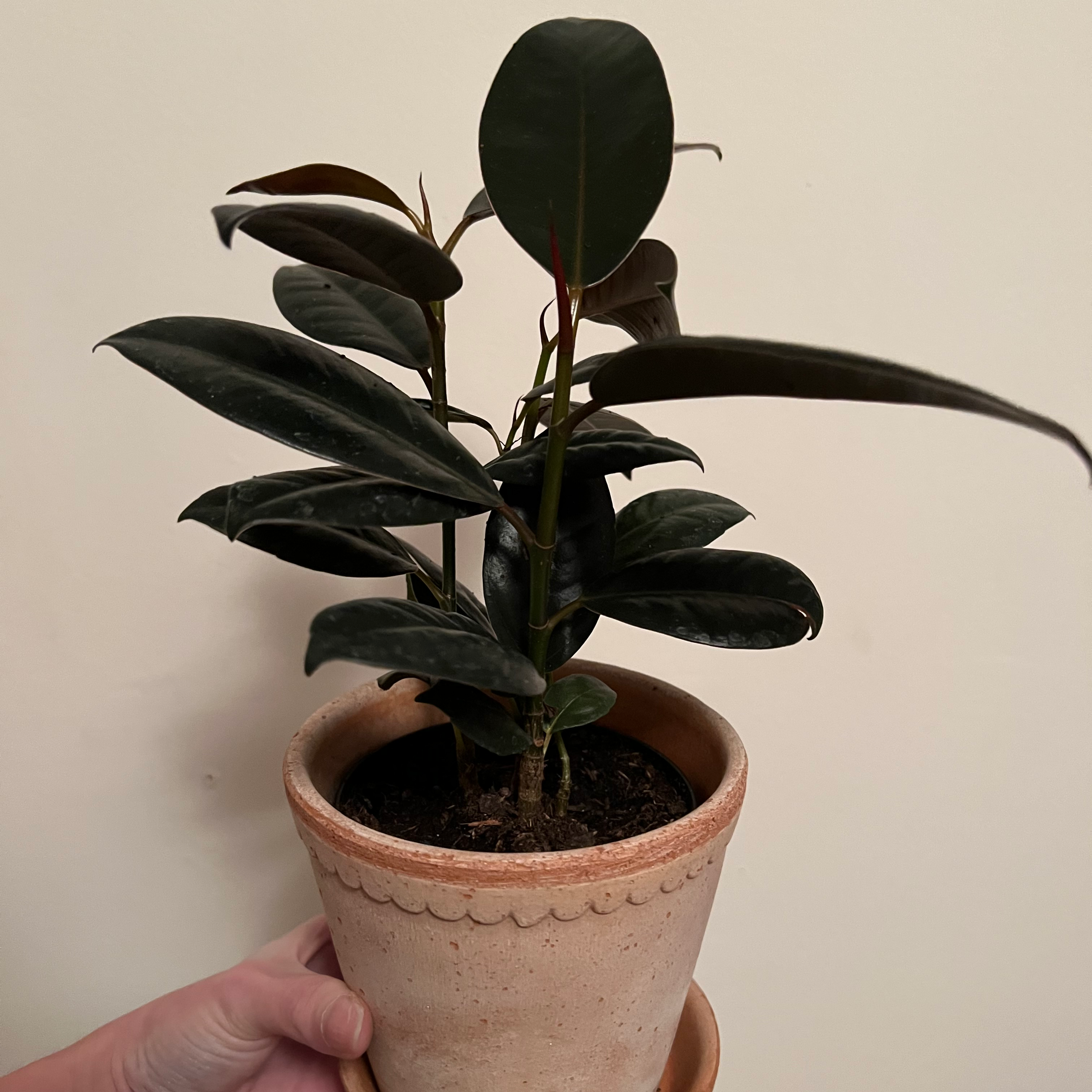 Rubber Plant