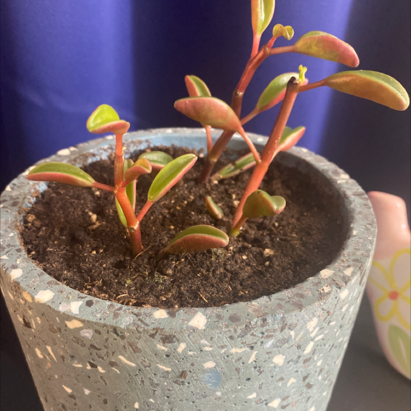 Peperomia graveolens 'Ruby Glow' plant in a pot with visible soil, healthy leaves, and no signs of disease.