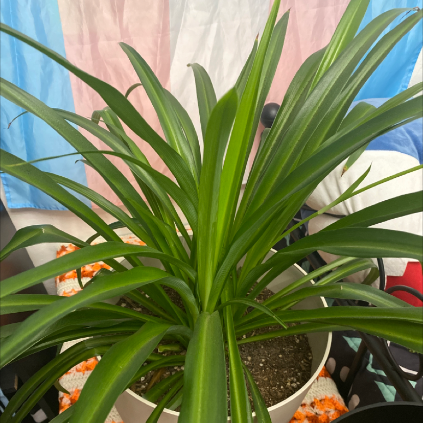 Healthy Pandan plant with long green leaves in a pot with visible soil.