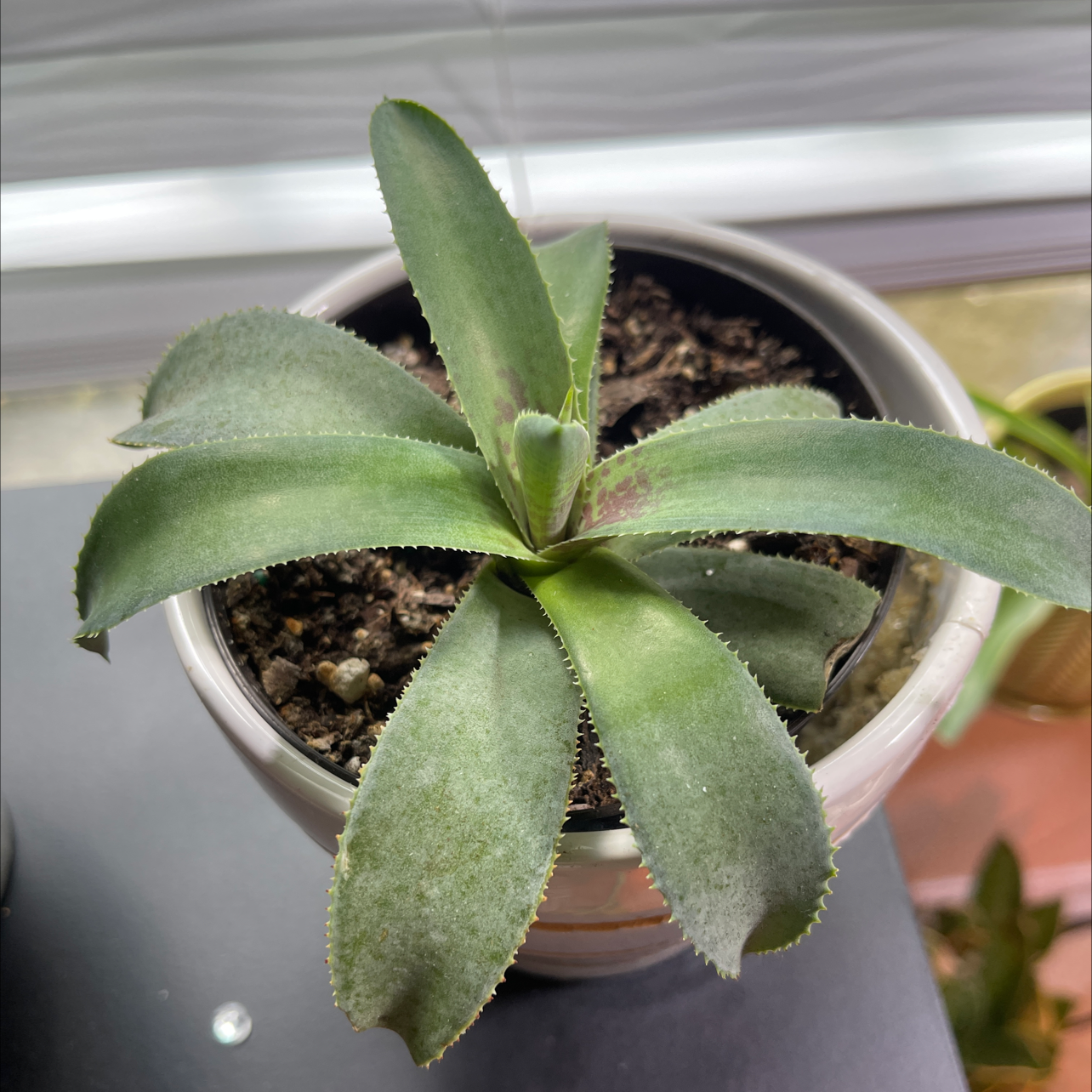 Photo of the plant species Texas tuberose by @Delaine named Sol on Greg, the plant care app