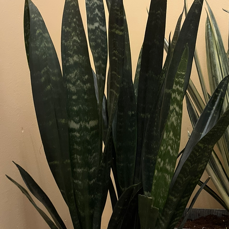 Black Coral Snake Plant with dark green leaves and lighter green bands. Soil visible.