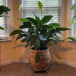 Peace Lily plant in Tuscaloosa, Alabama