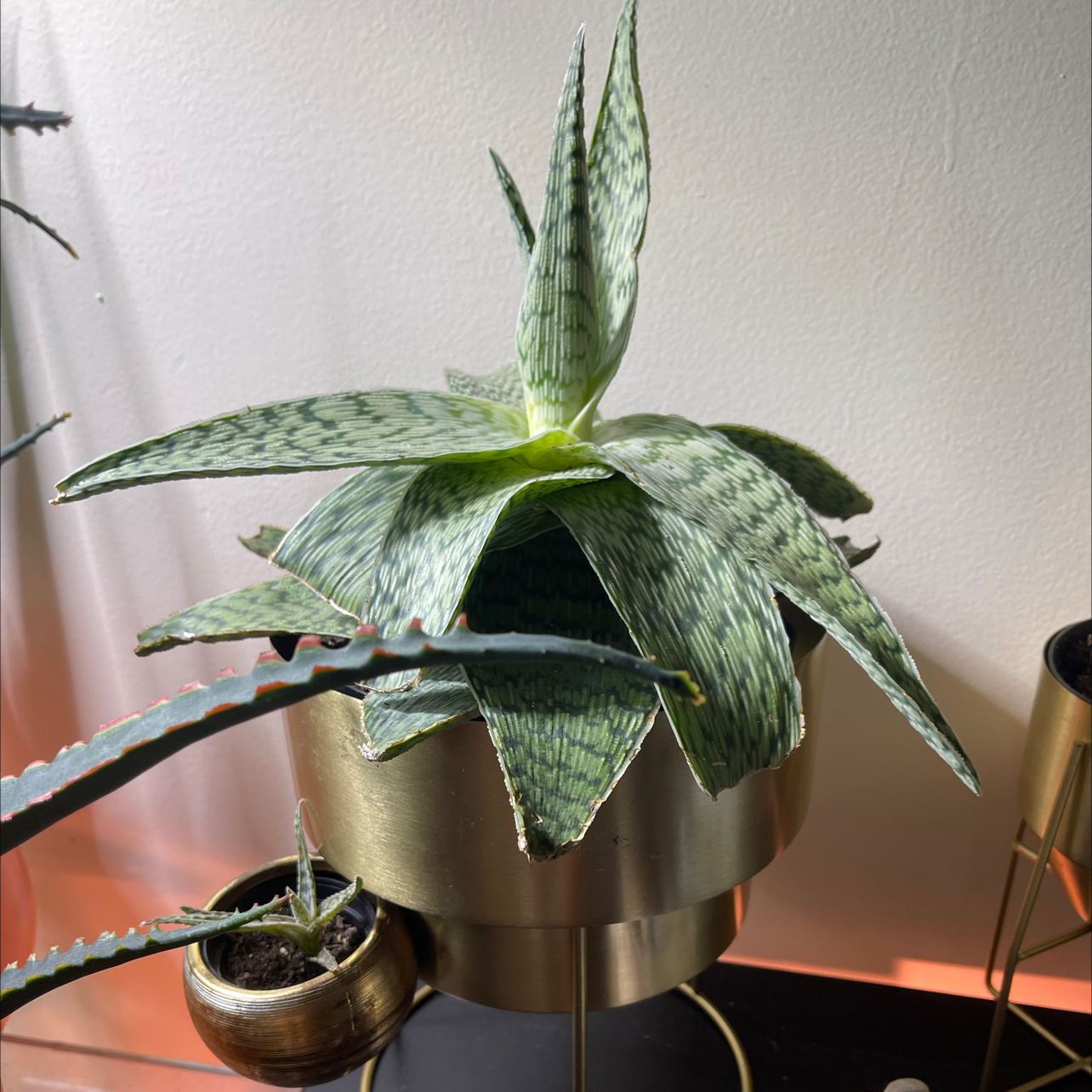 Snowflake Aloe plant in a pot with green leaves and white spots.