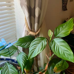 Chinese Evergreen plant photo by Delaine named Rosie Lee on Greg, the plant care app.