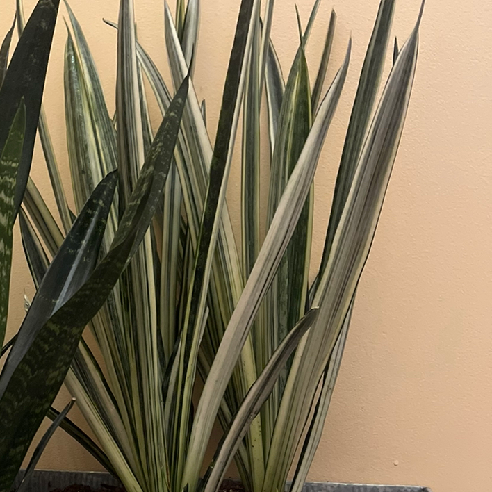 White Sansevieria plant with variegated green and white leaves.