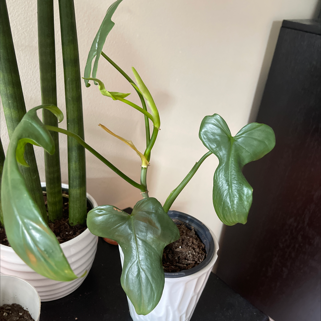 Horsehead Philodendron plant in a white pot with visible soil and healthy green leaves.
