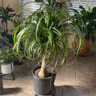 Ponytail Palm plant in Tuscaloosa, Alabama