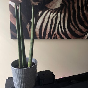 Cylindrical Snake Plant plant photo by @Delaine named African Spear on Greg, the plant care app.