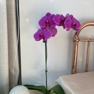 Phalaenopsis Orchid plant in Melbourne, Victoria