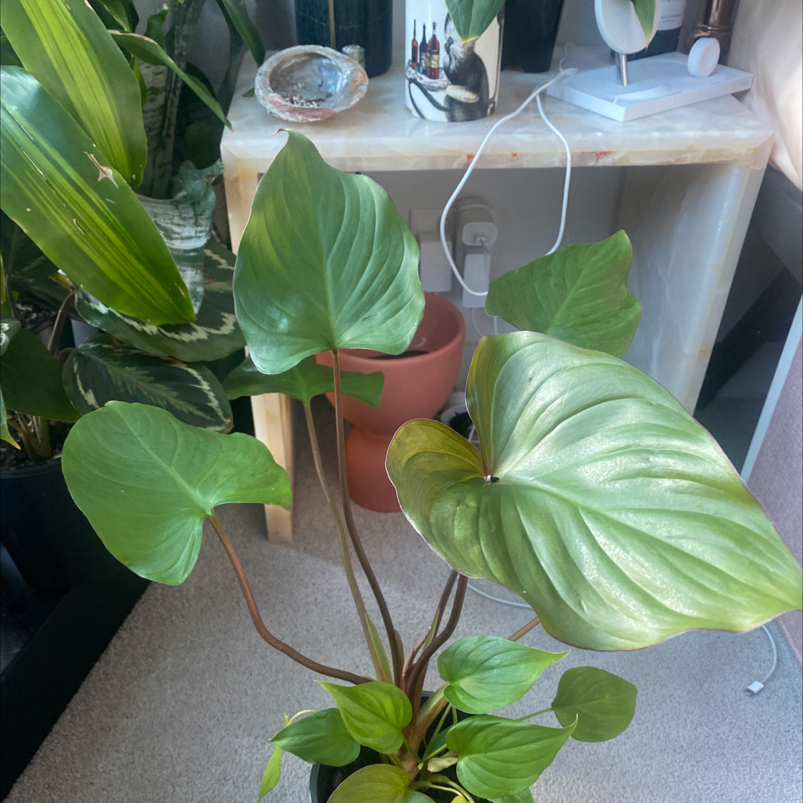 Homalomena Maggy plant with large, glossy green leaves indoors near a table.