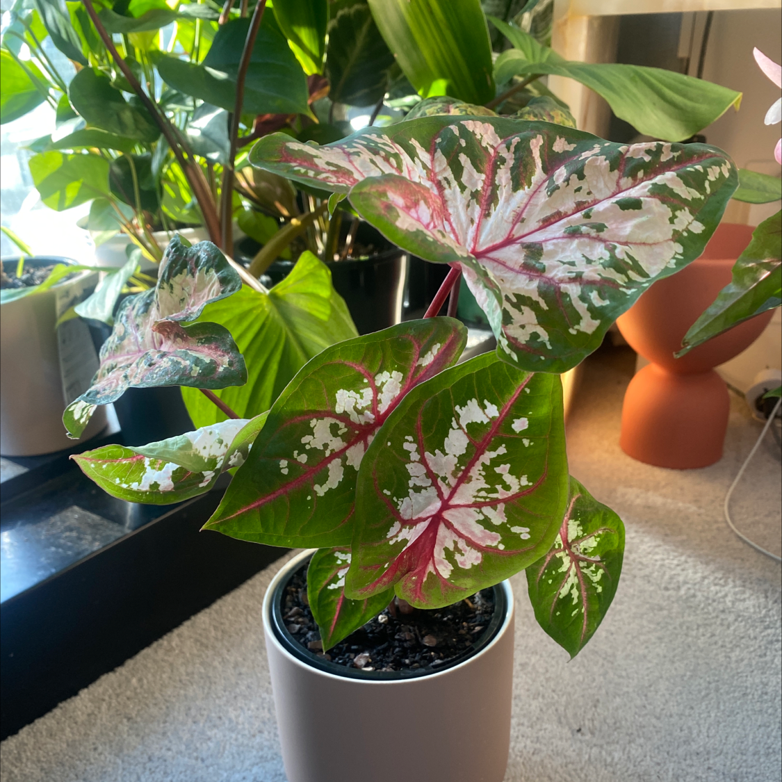 Heart of Jesus plant photo by @Rhiannonlea named Biggun on Greg, the plant care app.