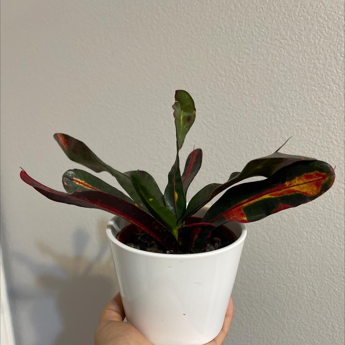 Croton Mammy plant in a white pot with vibrant, multicolored leaves. A hand is holding the pot.