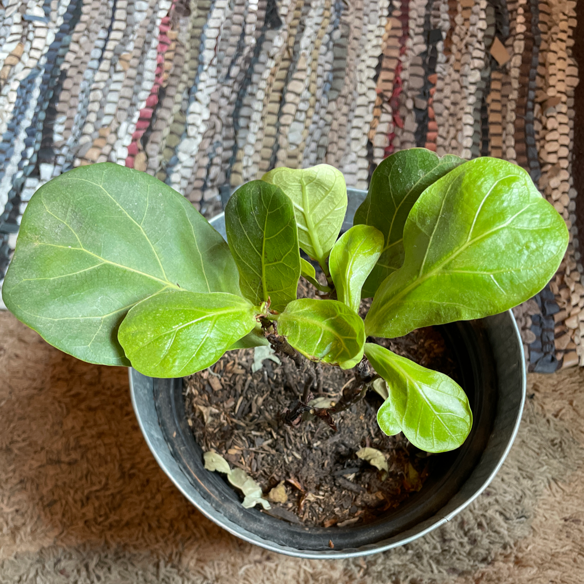 Fiddle Leaf Fig plant photo by Arlene named fran on Greg, the plant care app.
