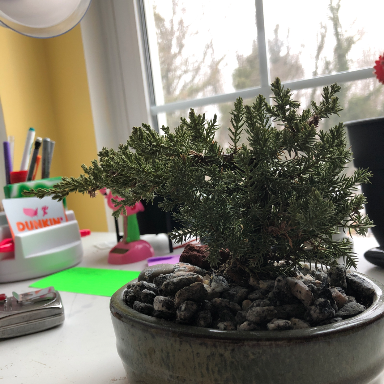 Sargent Juniper plant in a pot with rocky soil, placed on a desk with various objects in the background.