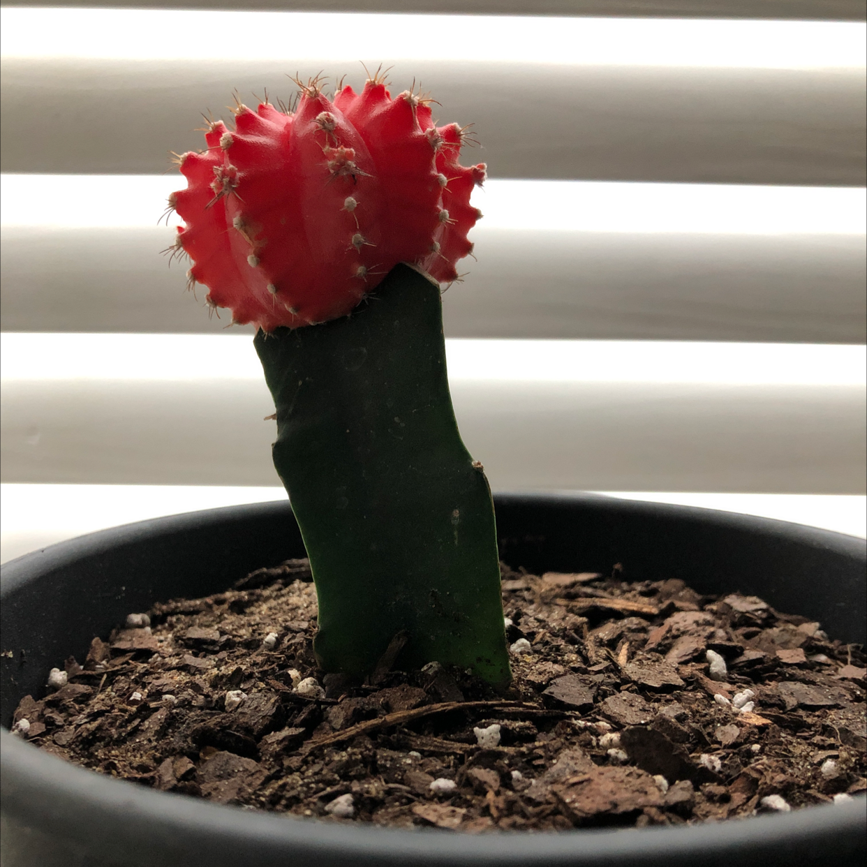 Moon Cactus plant photo by Shelby named picklett on Greg, the plant care app.