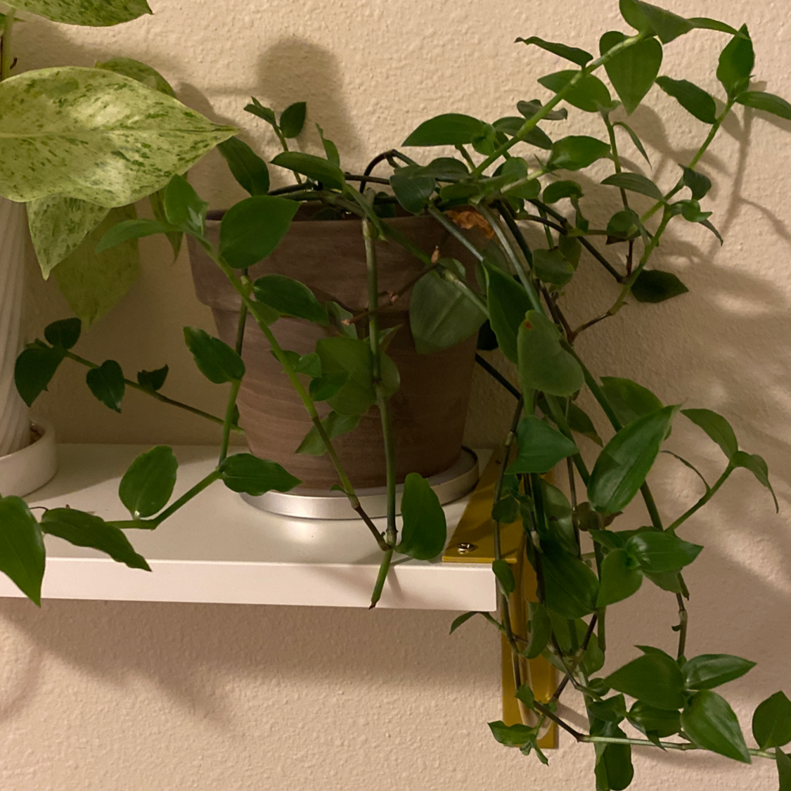 Tradescantia 'Yellow Zebra' plant in a pot on a shelf with healthy green leaves.