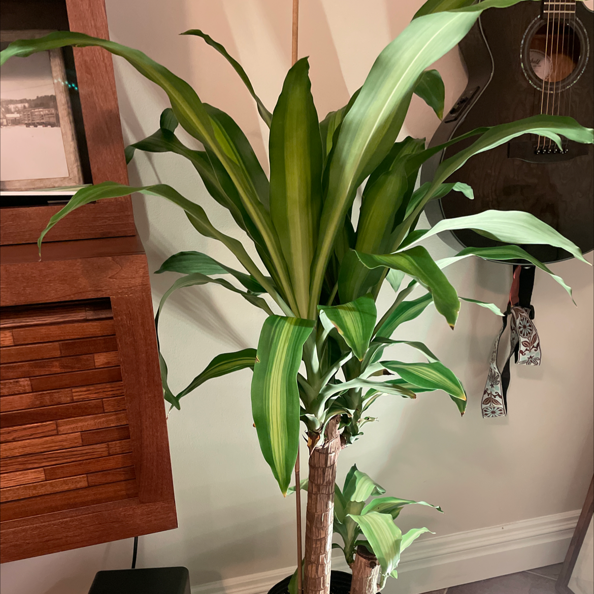 Cornstalk Dracaena plant photo by @Flores123 named Spike on Greg, the plant care app.