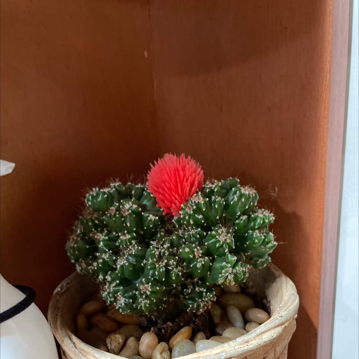 Missouri Foxtail Cactus with a red flower in a pot with pebbles.
