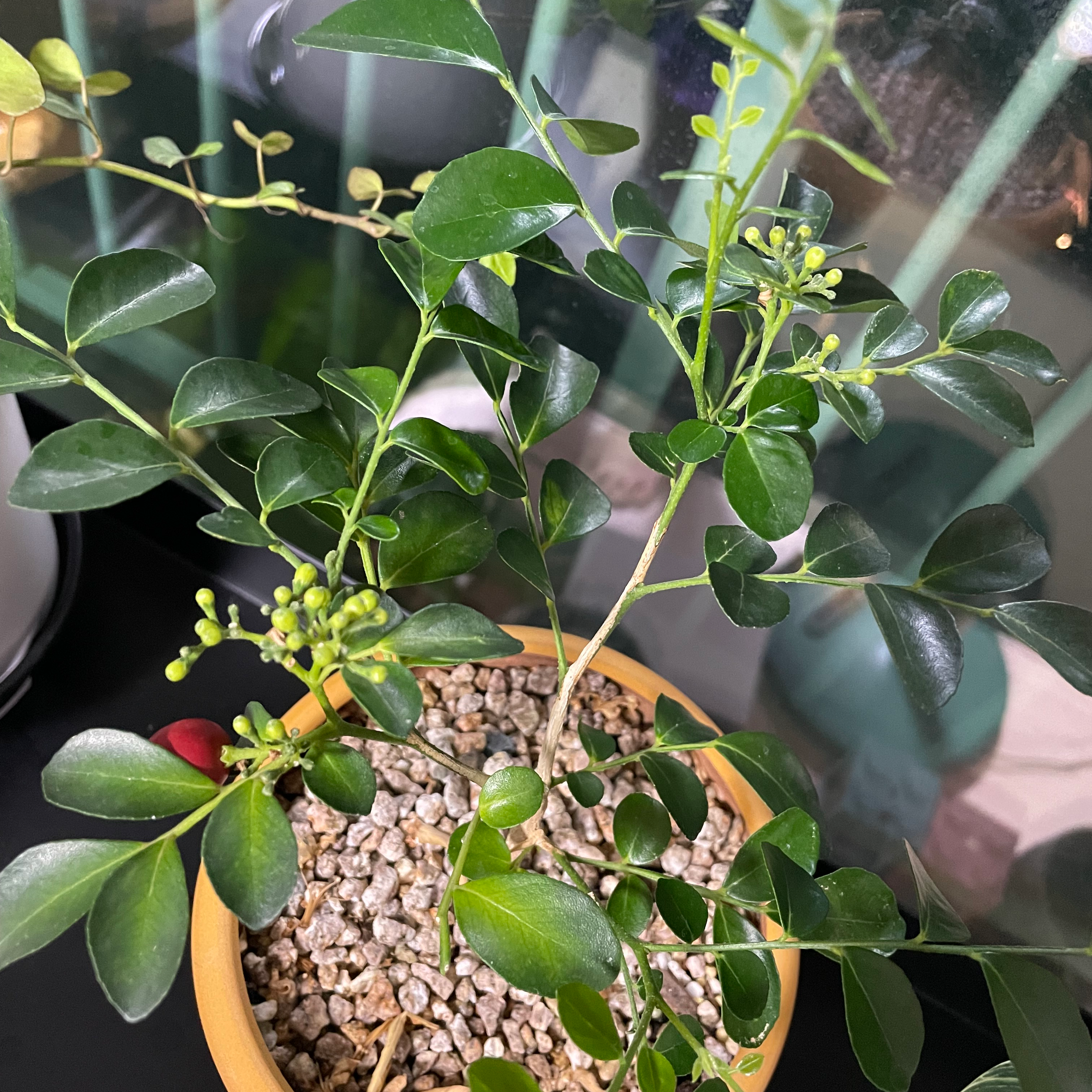 Potted Mock Orange plant with glossy green leaves and small buds.