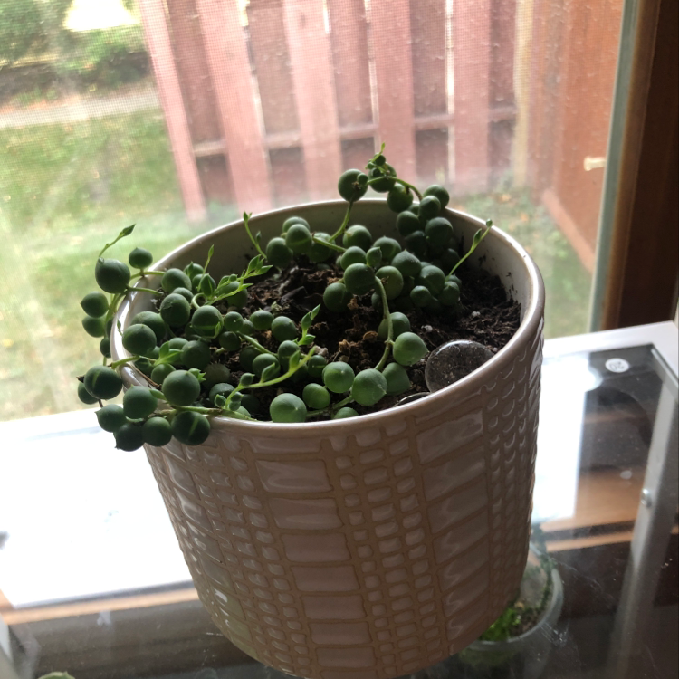 Potted String of Pearls plant on a glass surface near a window.