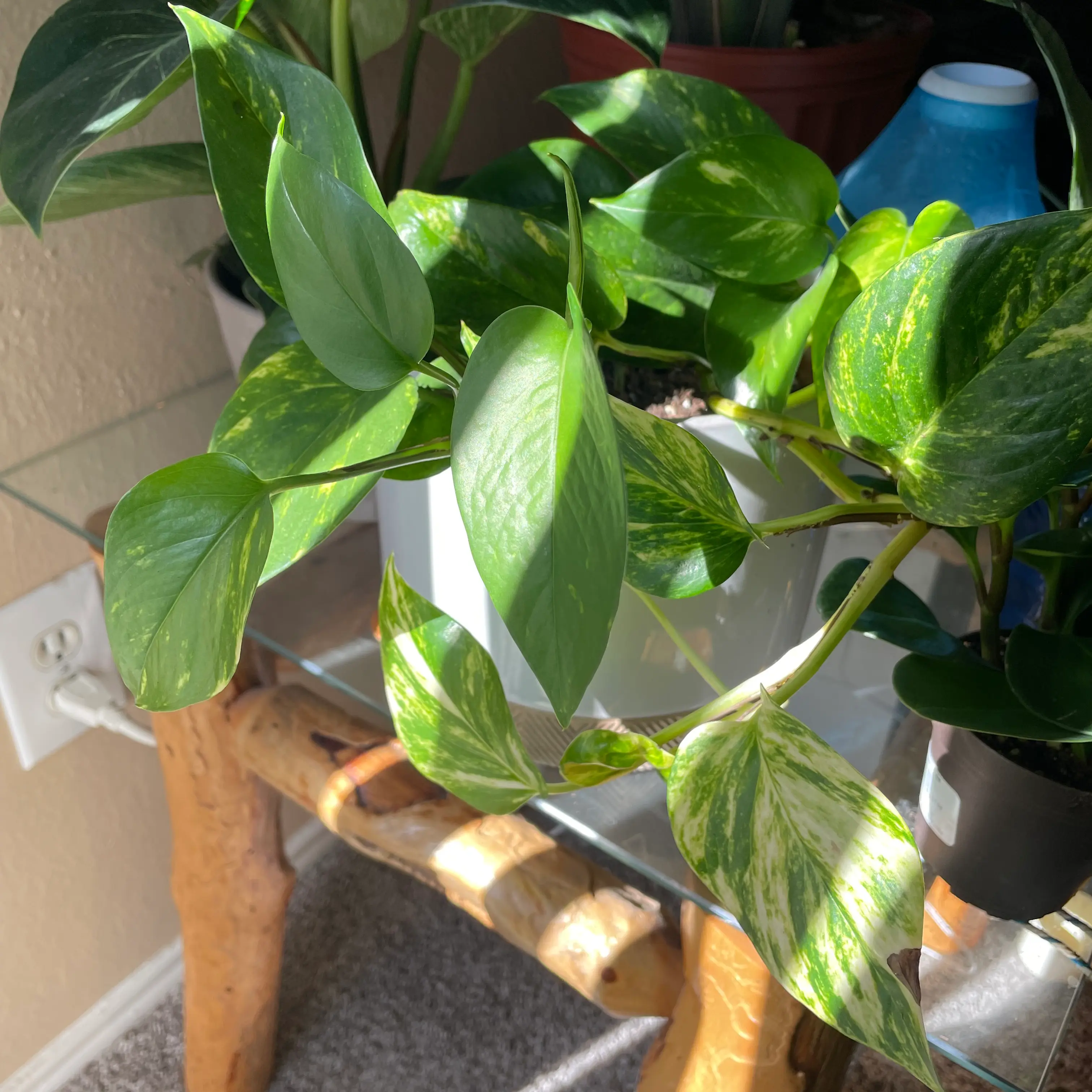 Taro Vine plant photo by @Moshpitmarket named Mochi on Greg, the plant care app.
