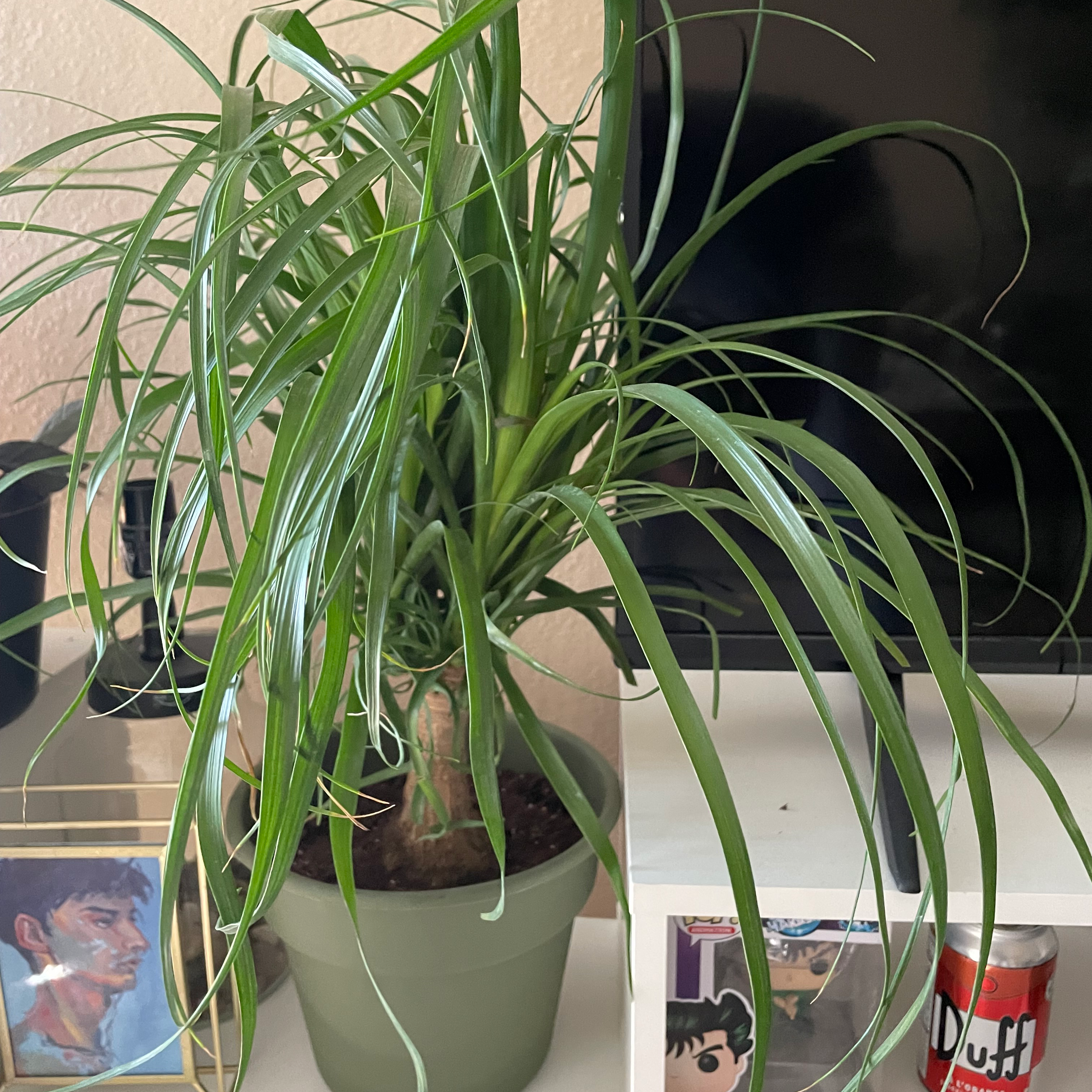 Ponytail Palm plant photo by @Moshpitmarket named Austen on Greg, the plant care app.