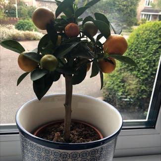 Oval kumquat plant in Haverhill, England