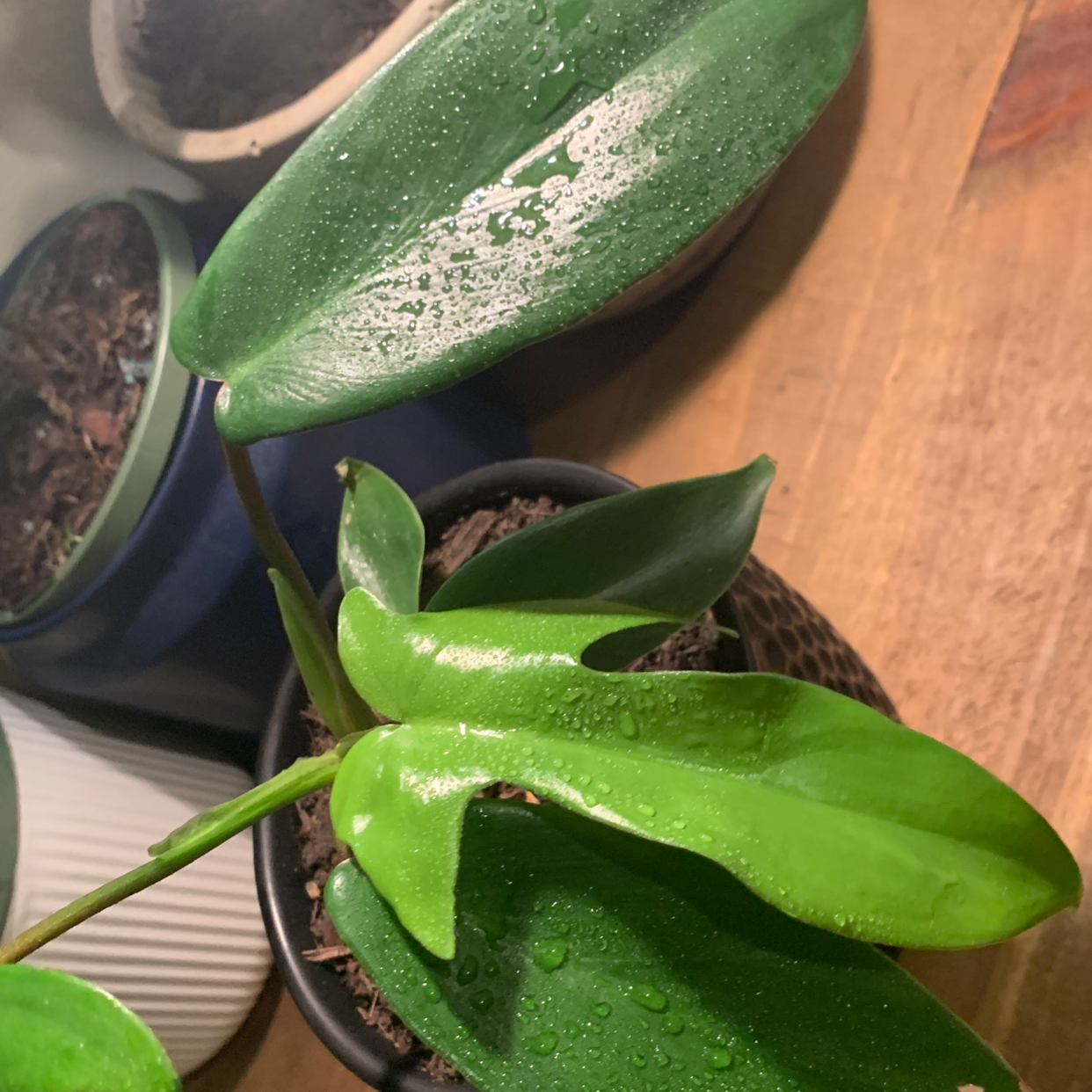 Photo of the plant species Philodendron 'Burgundy' by Hazel named phillip 🤎 on Greg, the plant care app