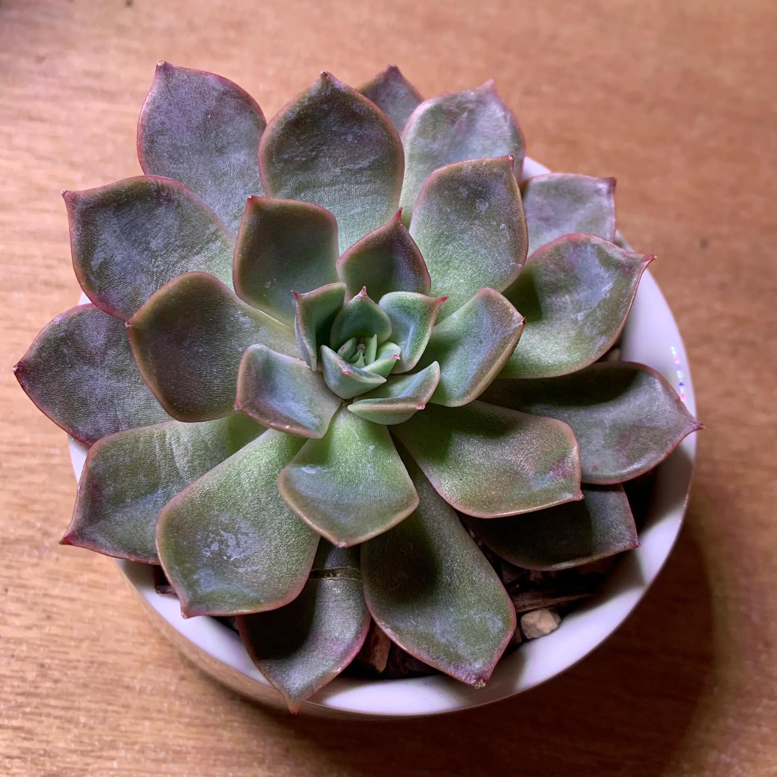 Healthy Echeveria 'Orion' succulent in a small pot with reddish leaf edges.