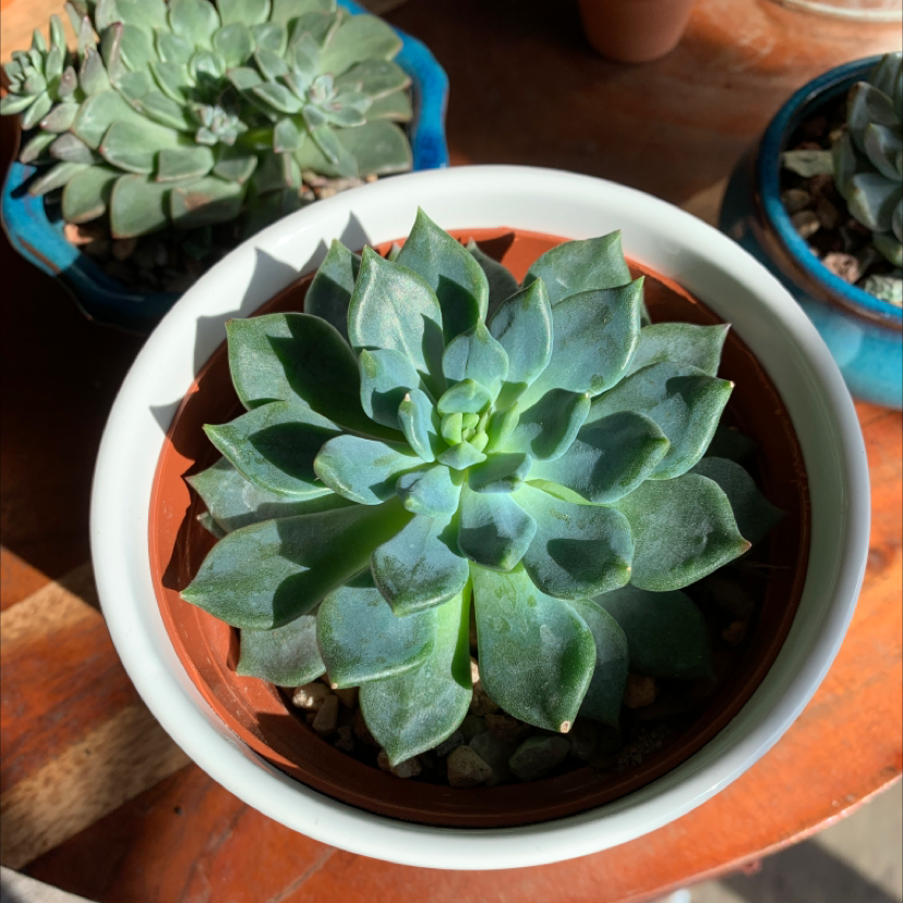 Sedeveria 'Dark Elf' succulent in a pot, healthy and well-lit.