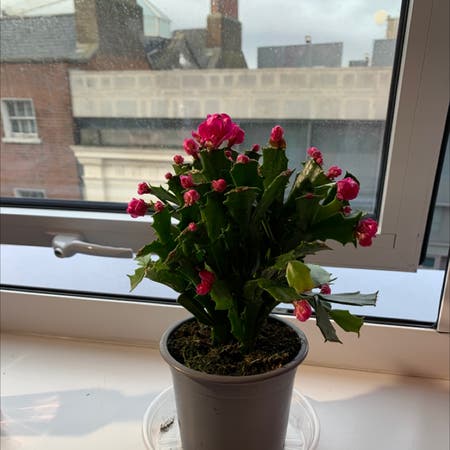Photo of the plant species Christmas Cactus by Chloe_coookie named Ariana on Greg, the plant care app