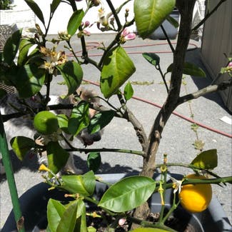 Meyer Lemon Tree plant in Ohoka, Canterbury