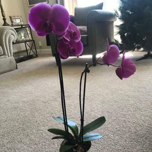 Phalaenopsis Orchid plant photo by Tara named Pink on Greg, the plant care app.