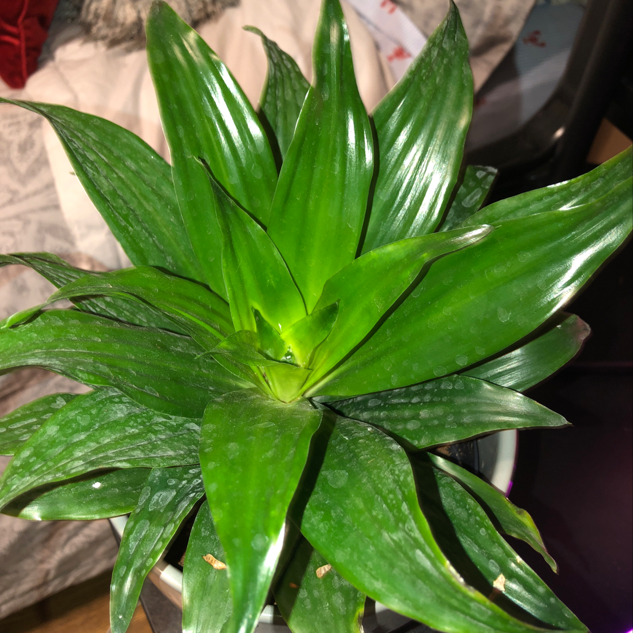Dracaena 'Janet Craig Compacta' plant with vibrant green leaves, healthy appearance.