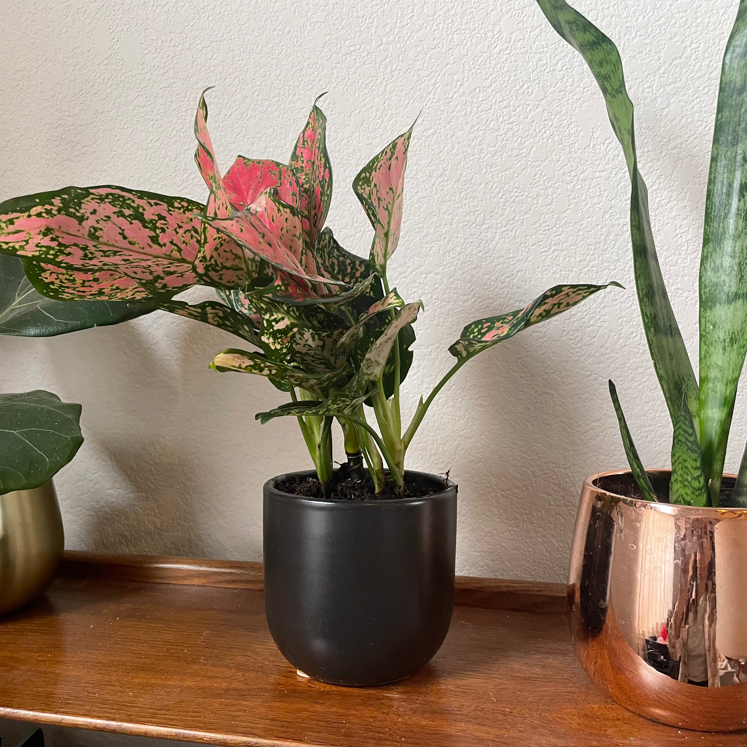 Potted Aglaonema 'Sparkling Sarah' with vibrant pink and green leaves, well-framed and in focus.