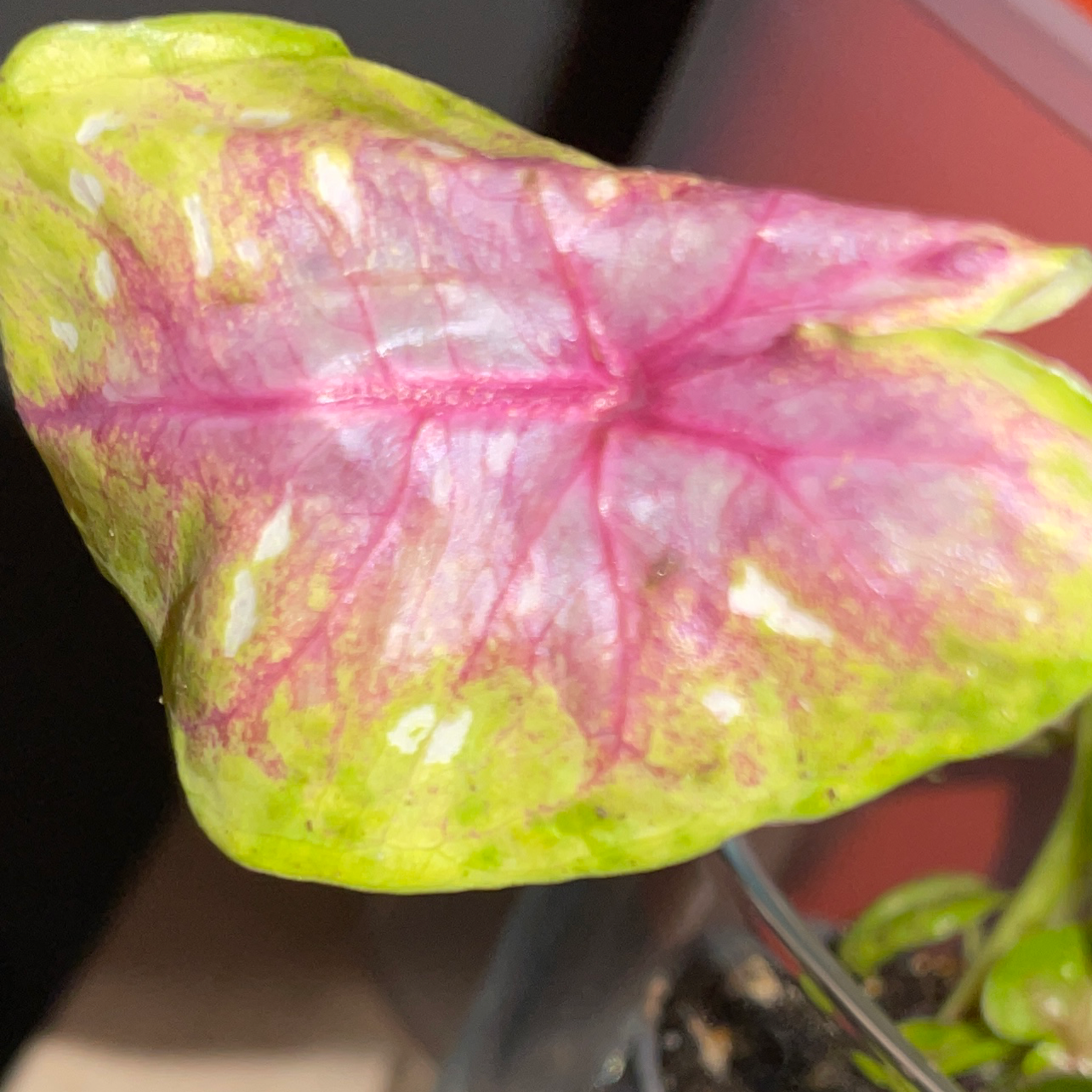 Photo of the plant species Caladium 'Casey' by Emma named Caladium Casey on Greg, the plant care app