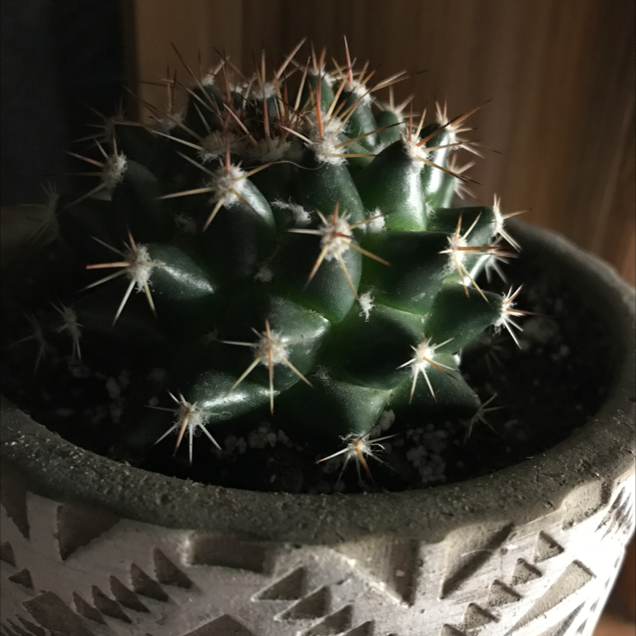 Missouri Foxtail Cactus in a decorative pot, healthy with prominent spines.