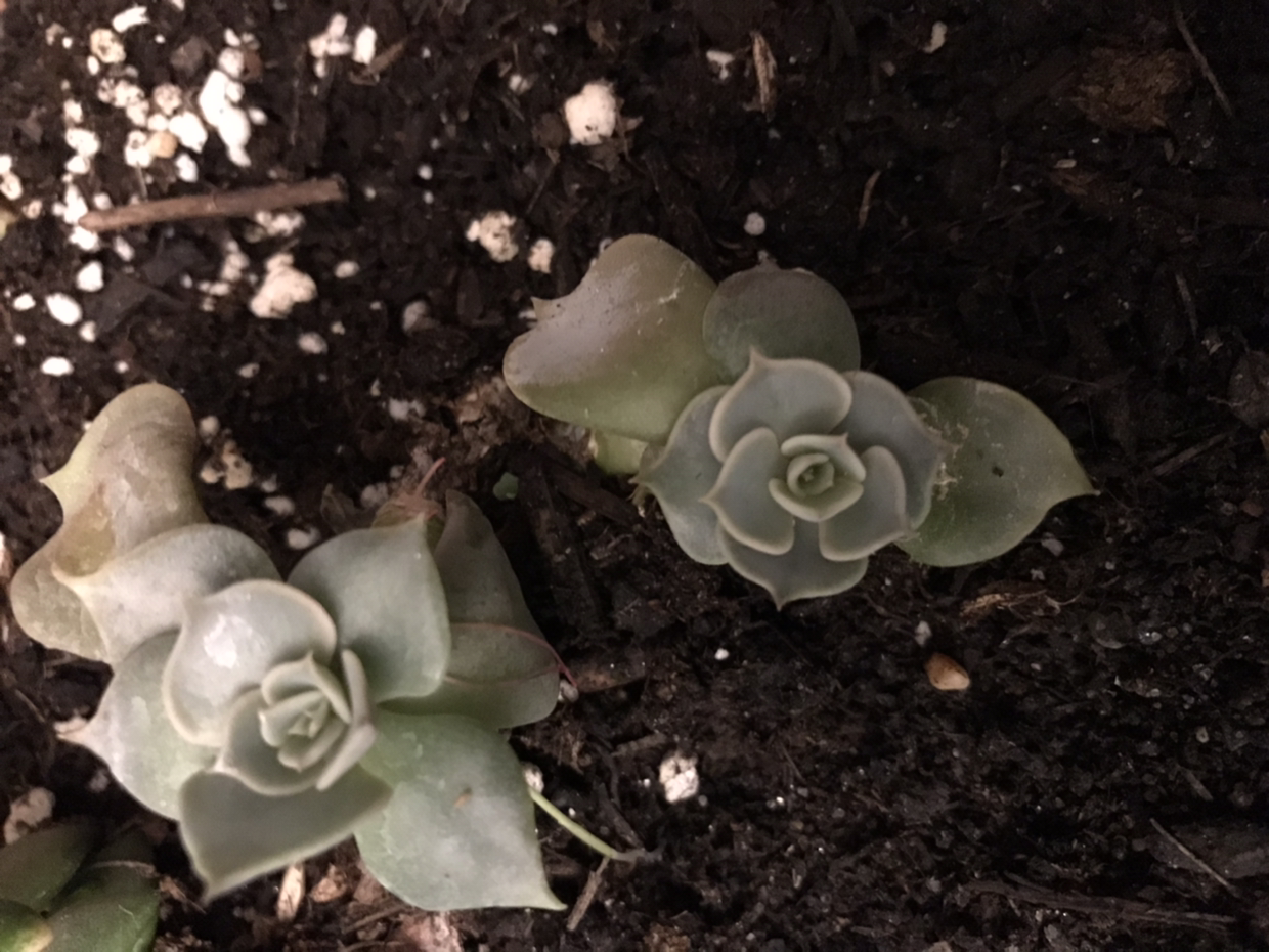 Two Crassula mesembryanthemoides plants with rosette formations in dark soil.